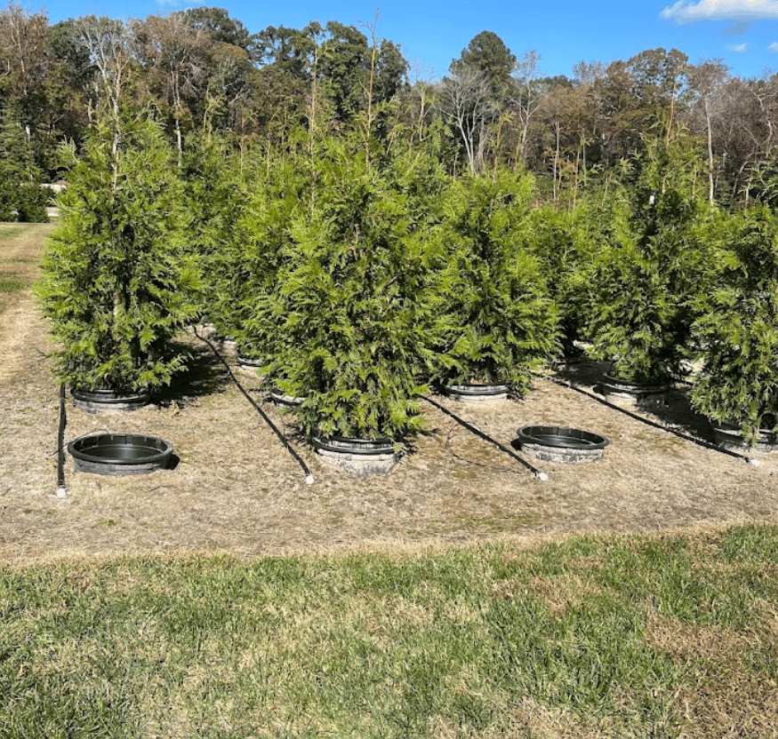 Tree Planting Services